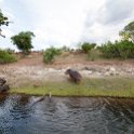 BWA NW Chobe 2016DEC04 River 059 : 2016, 2016 - African Adventures, Africa, Botswana, Chobe River, Date, December, Month, Northwest, Places, Southern, Trips, Year